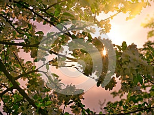 Apple blossoms in apple branches with green leafs with sun and sunlight in background