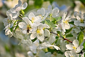 Apple blossoms in apple branches with green leaves and honey bee on the flower