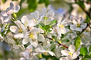 Apple blossoms in apple branches with green leaves and honey bee on the flower