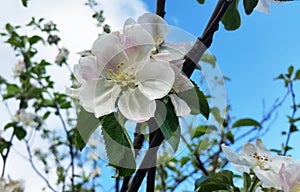 Apple blossoms. Apple tree branch with flowers against the sky in spring