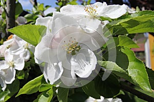 Apple blossoms