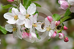 Apple blossoms with a bee