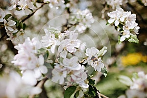 Apple blossoms with a bee at spring