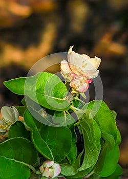 apple blossoms on a blossoming apple tree