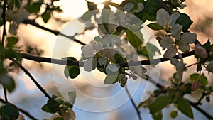 Apple blossoms on the branch of an apple tree. Evening mood with warm light