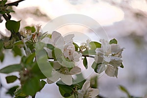 Apple blossoms on the branch of an apple tree. Evening mood with warm light