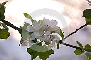 Apple blossoms on the branch of an apple tree. Evening mood with warm light