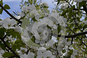 Apple blossoms on a branch photo