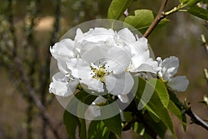 Apple blossoms on a branch close-up photo