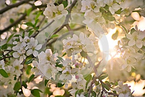 Apple blossoms in apple branches with green leafs with sun and sunlight in background