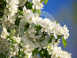 Apple blossoms close up 1