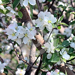 Apple blossoms close-up