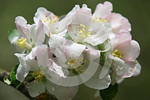 Apple blossoms