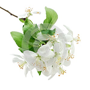 Apple blossoms closeup