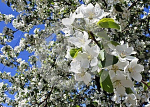 Apple blossoms closeup