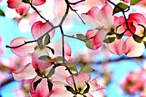 Apple blossoms closeup in an orchard