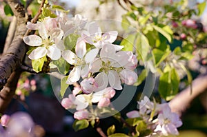 Apple blossoms in the garden under bright sunlight