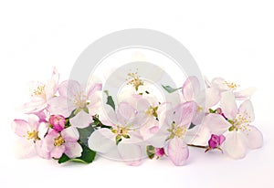 Apple blossoms - isolated