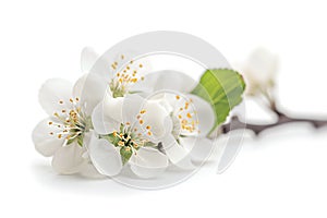 apple blossoms isolated on white background. spring flowers. soft focus