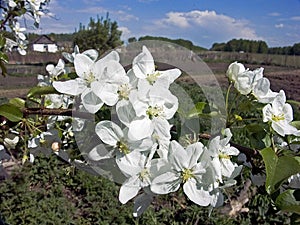 Apple blossoms photo