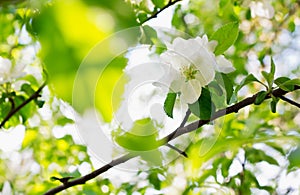 Apple blossoms over blurred nature background