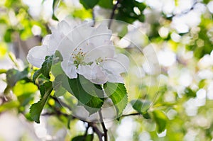 Apple blossoms over blurred nature background