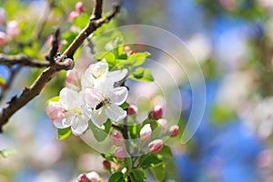 Apple blossoms over blurred nature background. Spring flowers. Spring Background