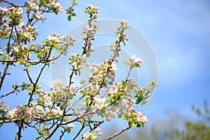 Apple blossoms over blurred nature background. Spring flowers. Spring Background