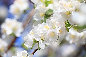 Apple blossoms over blurred nature background. Spring flowers. Spring Background