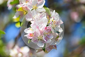 Apple blossoms over blurred nature background. Spring flowers. Spring Background