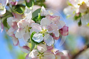 Apple blossoms over blurred nature background. Spring flowers. Spring Background