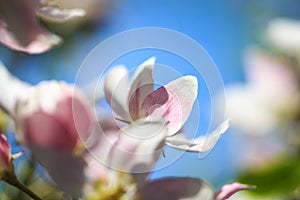 Apple blossoms over blurred nature background. Spring flowers. Spring Background