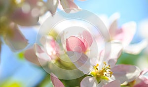 Apple blossoms over blurred nature background. Spring flowers. Spring Background