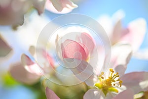 Apple blossoms over blurred nature background. Spring flowers. Spring Background