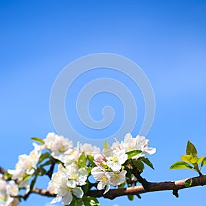 Apple blossoms over blurred nature background. Spring flowers. Spring Background