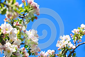 Apple blossoms over blurred nature background. Spring flowers. Spring Background