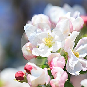 Apple blossoms over blurred nature background. Spring flowers. Spring Background