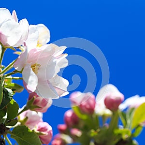 Apple blossoms over blurred nature background. Spring flowers. Spring Background