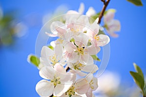 Apple blossoms over blurred nature background. Spring flowers. Spring Background