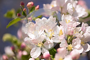 Apple blossoms over blurred nature background. Spring flowers. Spring Background