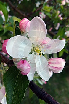 Apple blossoms over blurred nature background, spring flowers, spring background with bokeh