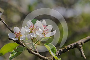 Apple blossoms with a pink center.