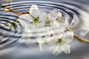 Apple blossoms and ripples