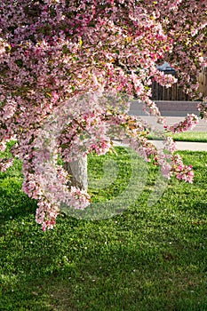 Apple Blossoms in the Spring