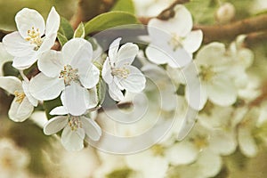 Mela fiori primavera 