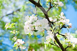 Apple blossoms in spring