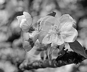 Apple blossoms in spring. In black and white