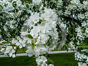 Apple blossoms in spring. Branches of blossoming tree