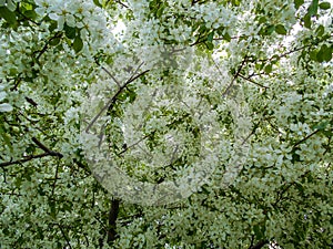 Apple blossoms in spring. Branches of blossoming tree