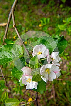 apple blossoms, spring flowers, apple tree flower, Malus